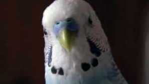 Как да се определи думата на вълнообразния папагал